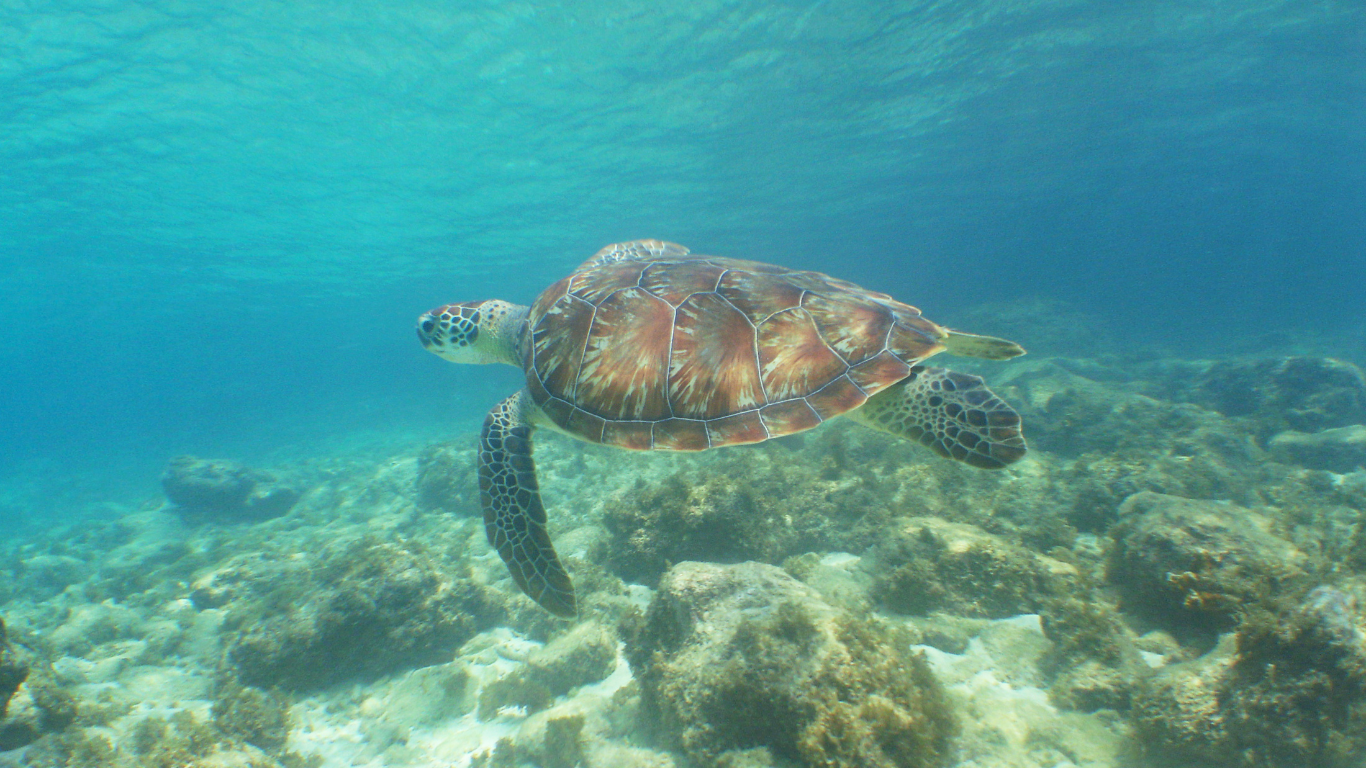 Sea turtle swimming in clear blue waters