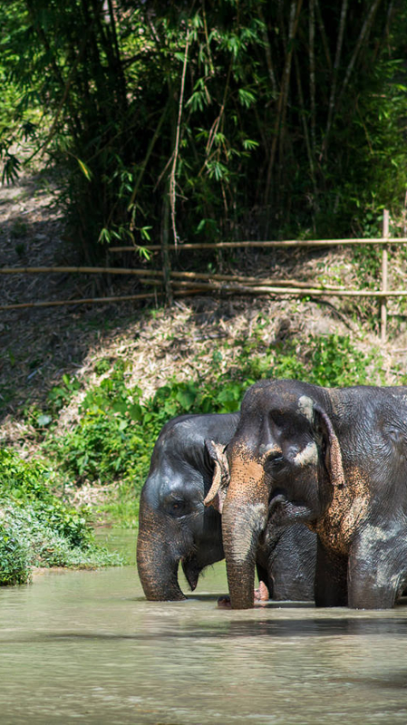 Elephants in a wading pool
