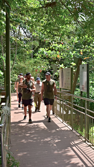 Bridge view in the jungle