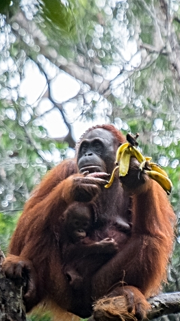 Orangutan with banana