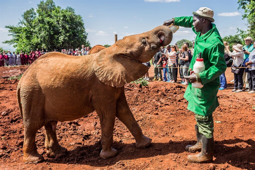 Man feeding an elephant at the David Sheldrick Elephant Orphange in Nairobi Kenya