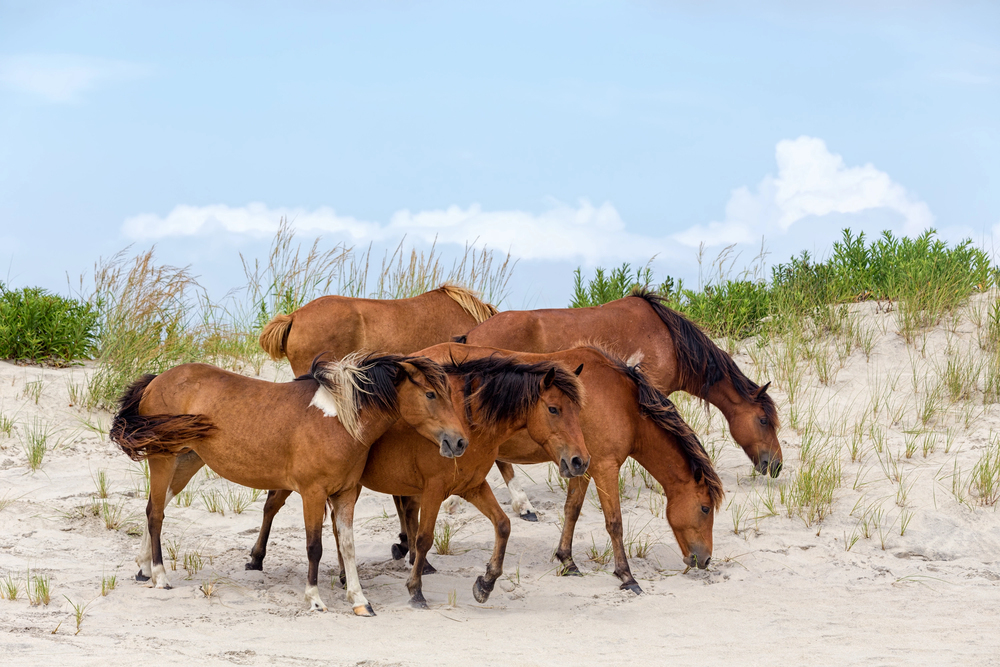wild horses on assateague island