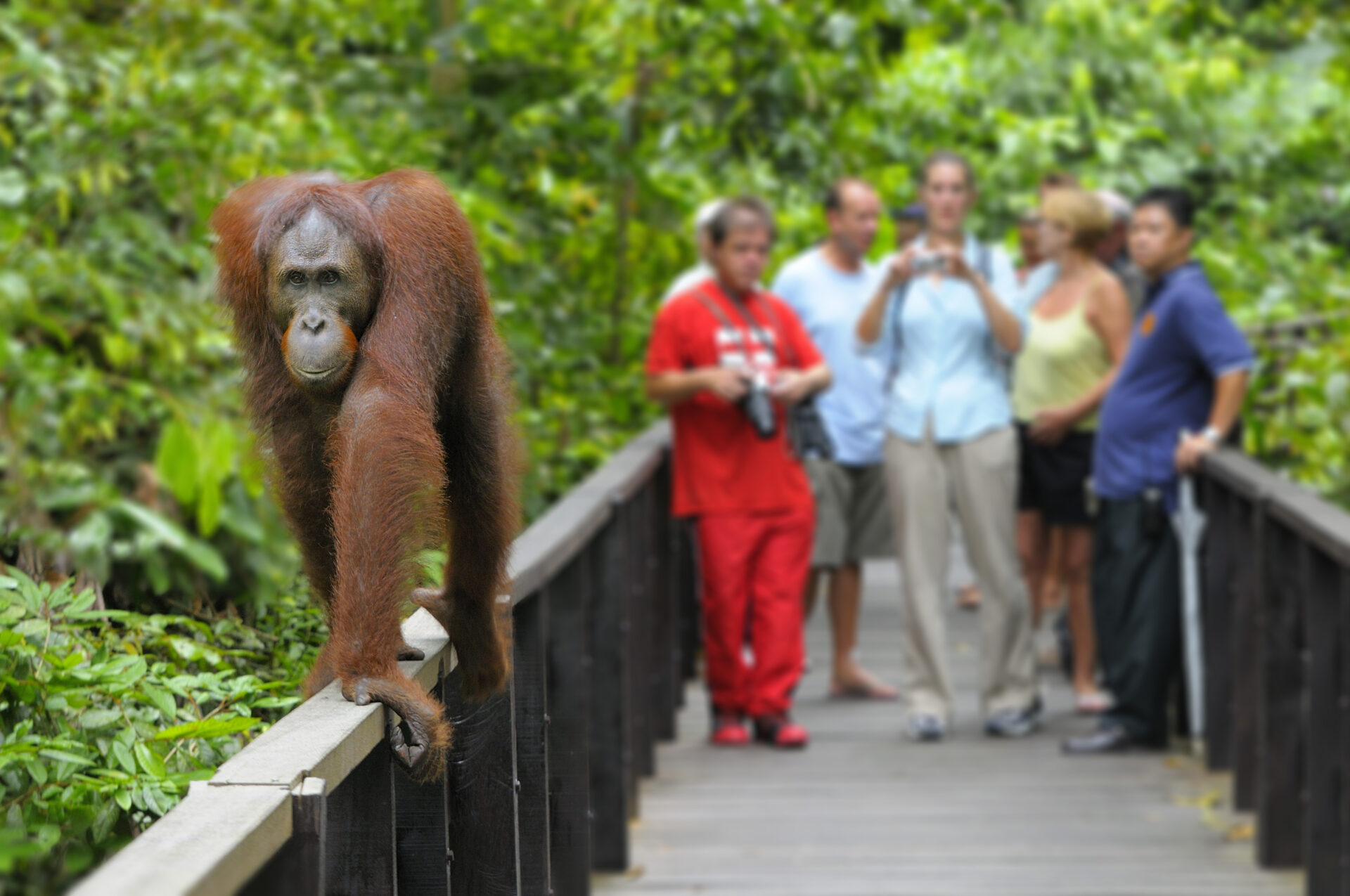 Visit Kota Kinabalu wildlife exploration.