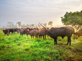 Ankole cattle in Uganda with iconic long horns, symbolizing Uganda’s rich agricultural heritage and cultural traditions in East Africa’s diverse landscapes.
