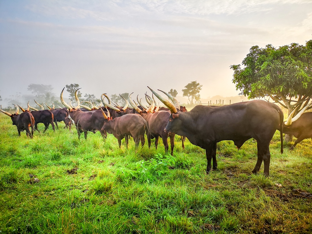 Ankole cattle in Uganda with iconic long horns, symbolizing Uganda’s rich agricultural heritage and cultural traditions in East Africa’s diverse landscapes.