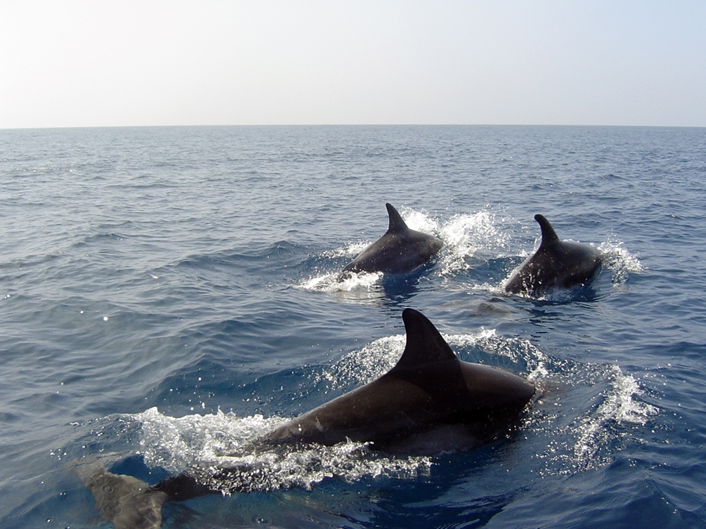 Dolphin Watching in the Gulf of Oman