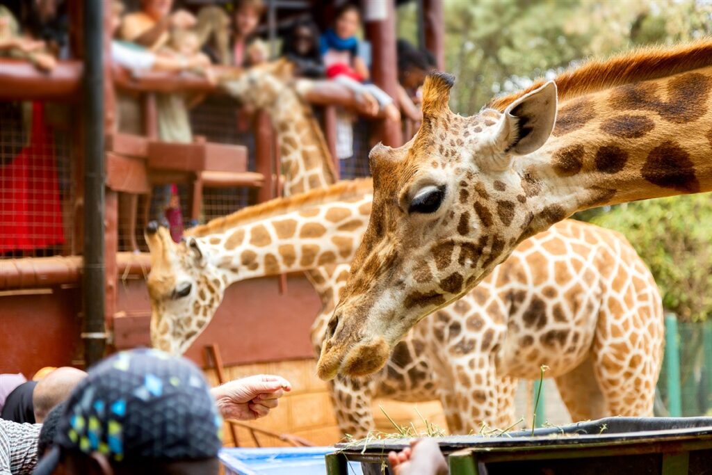 Group of giraffes grazing at the Giraffe Centre in Nairobi Kenya