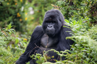Gorilla trekking in Uganda’s lush Bwindi Impenetrable Forest, offering close-up encounters with mountain gorillas, a unique wildlife experience and top eco-tourism activity in East Africa.