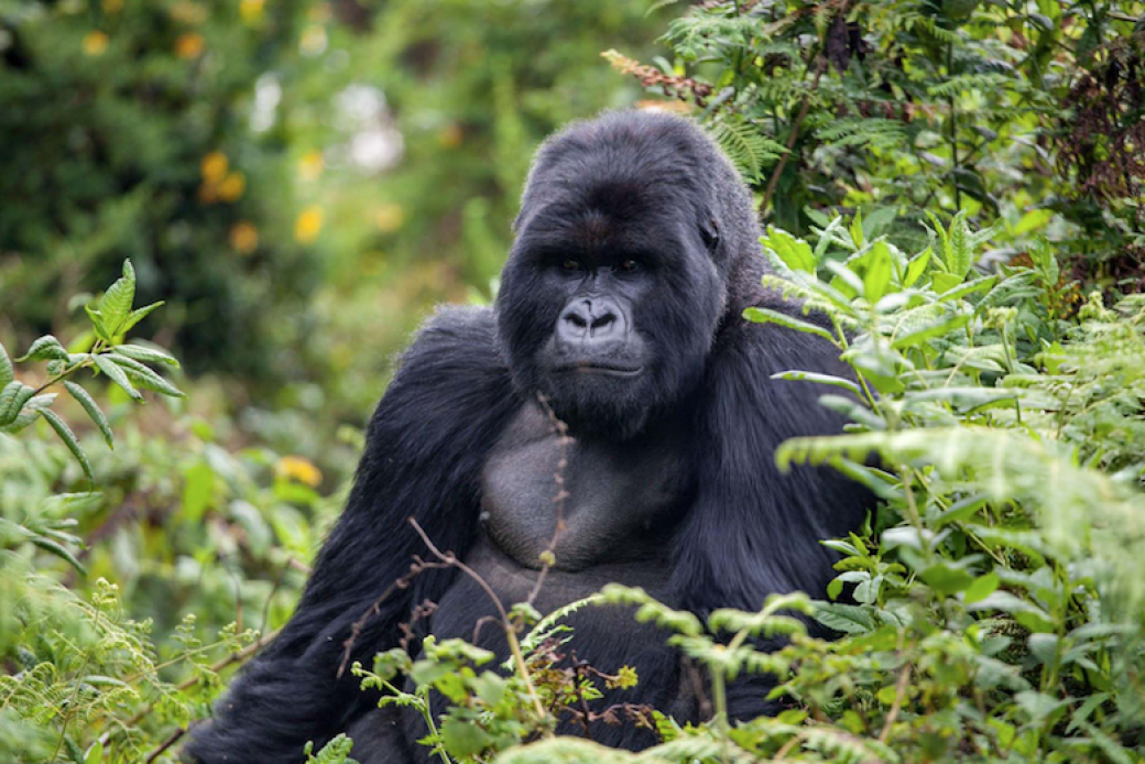 Gorilla trekking in Uganda’s lush Bwindi Impenetrable Forest, offering close-up encounters with mountain gorillas, a unique wildlife experience and top eco-tourism activity in East Africa.