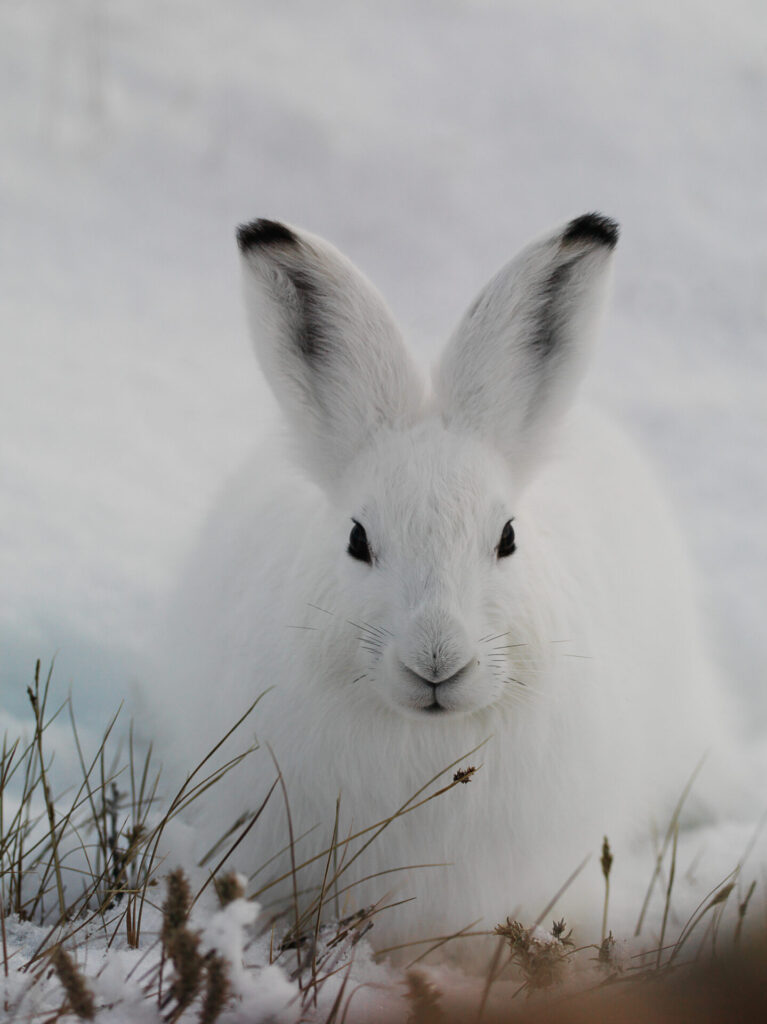 White rabbit in the snow