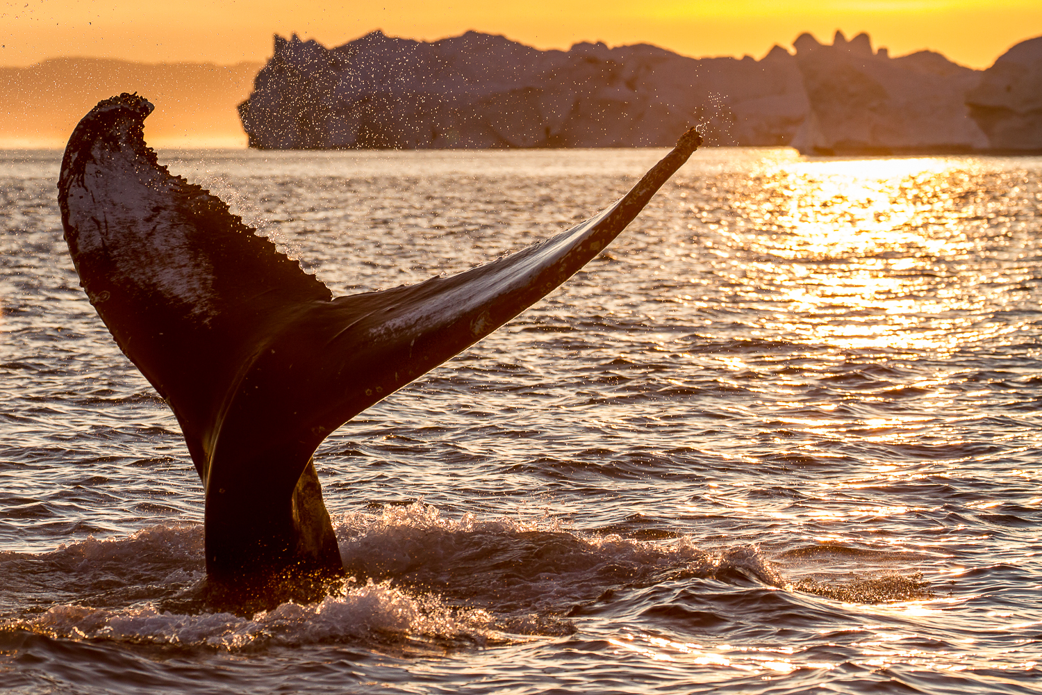 Whale fin emerging out of the water