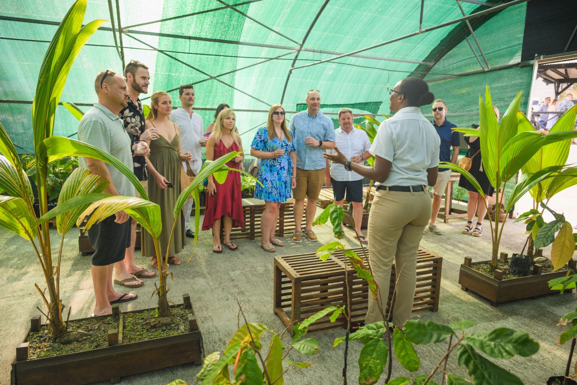 Group Talk - Cacao Tree Grafting