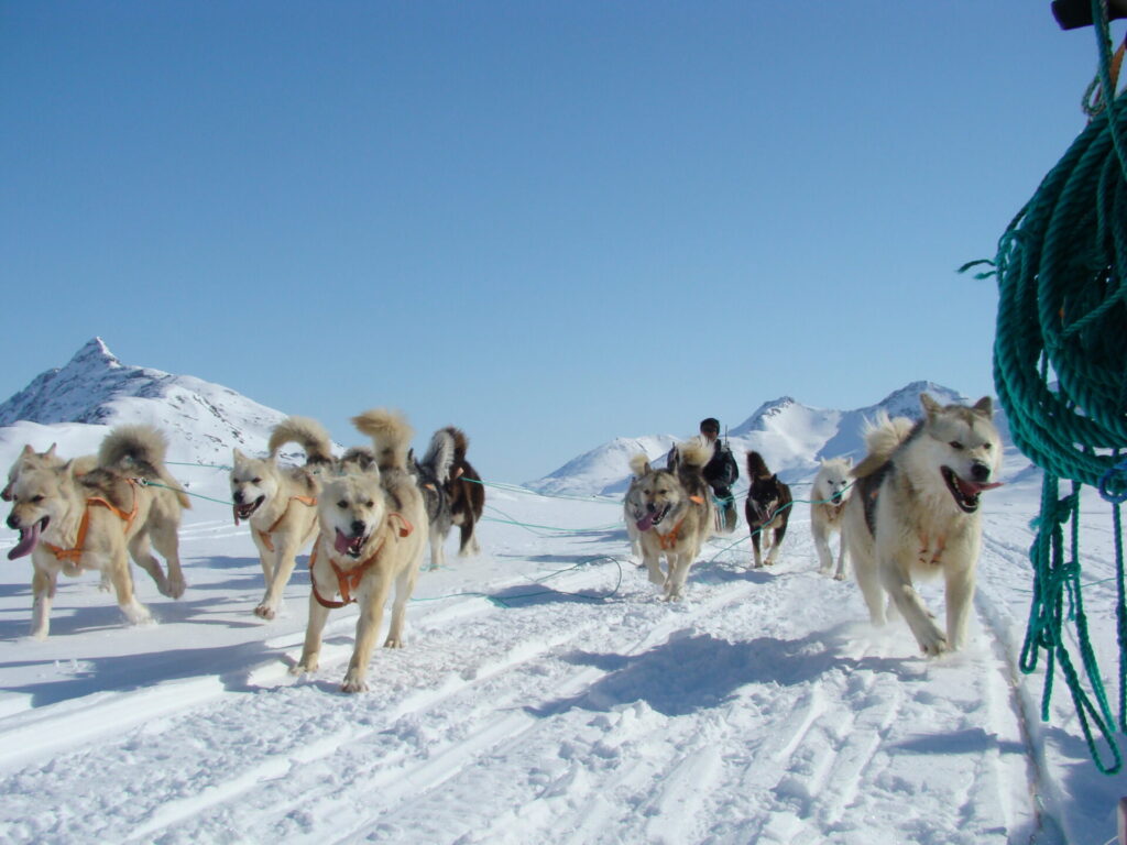 Dog sledding