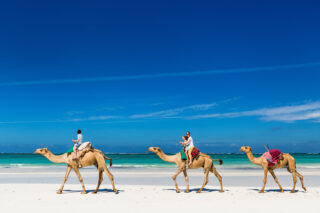 Family riding camels at tropical white sand Diani Beach in Kenya.