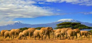 African elephants on a safari trip to Kenya and a snow capped Kilimanjaro mountain in the background, under cloudy blue skies.