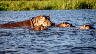 A group of hippos enjoying the sunset in the Nile River in Murchison Falls Nation Park in Uganda.