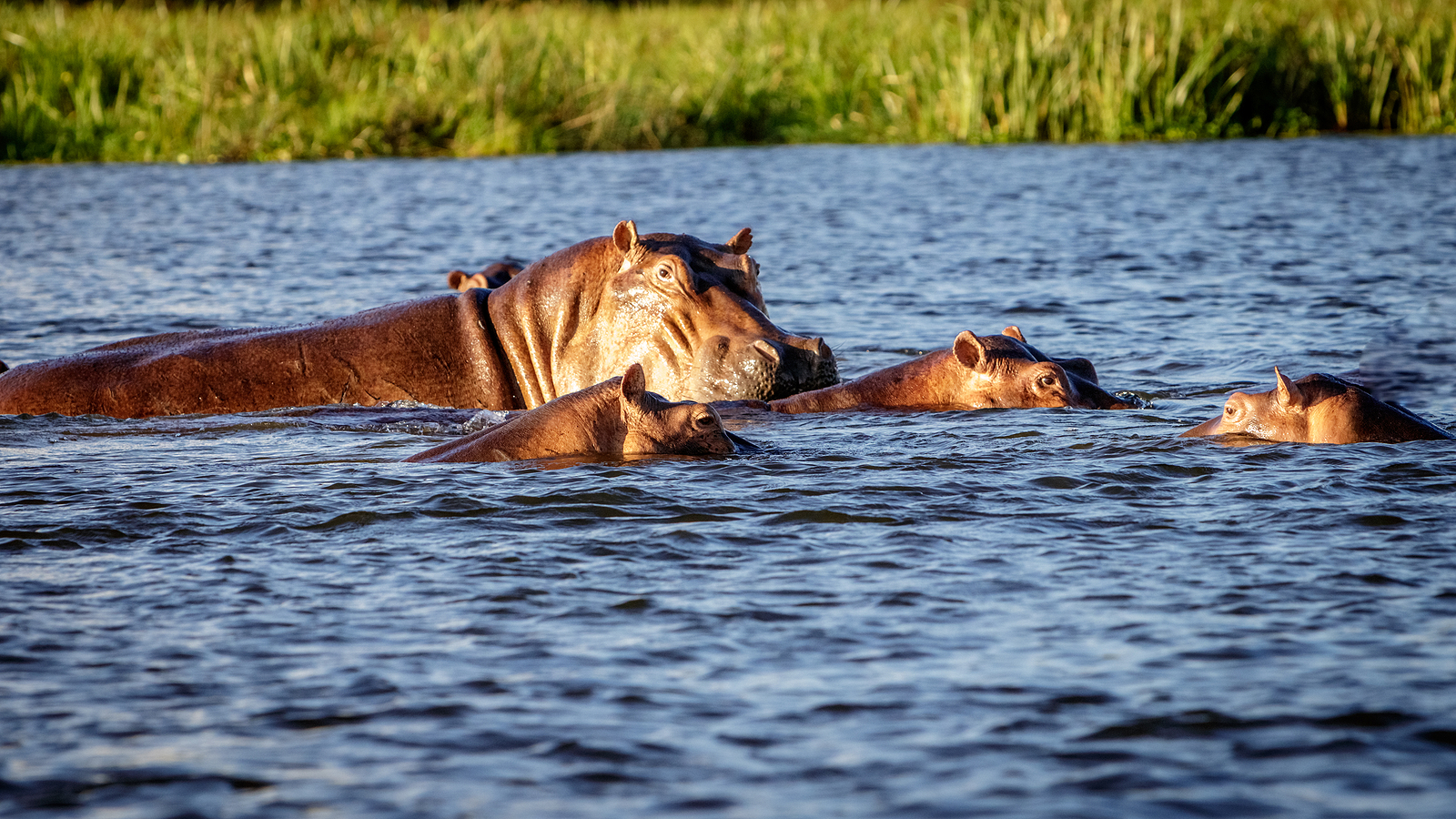 A group of hippos enjoying the sunset in the Nile River in Murchison Falls Nation Park in Uganda.