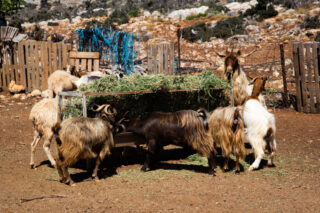 Farm with goats
