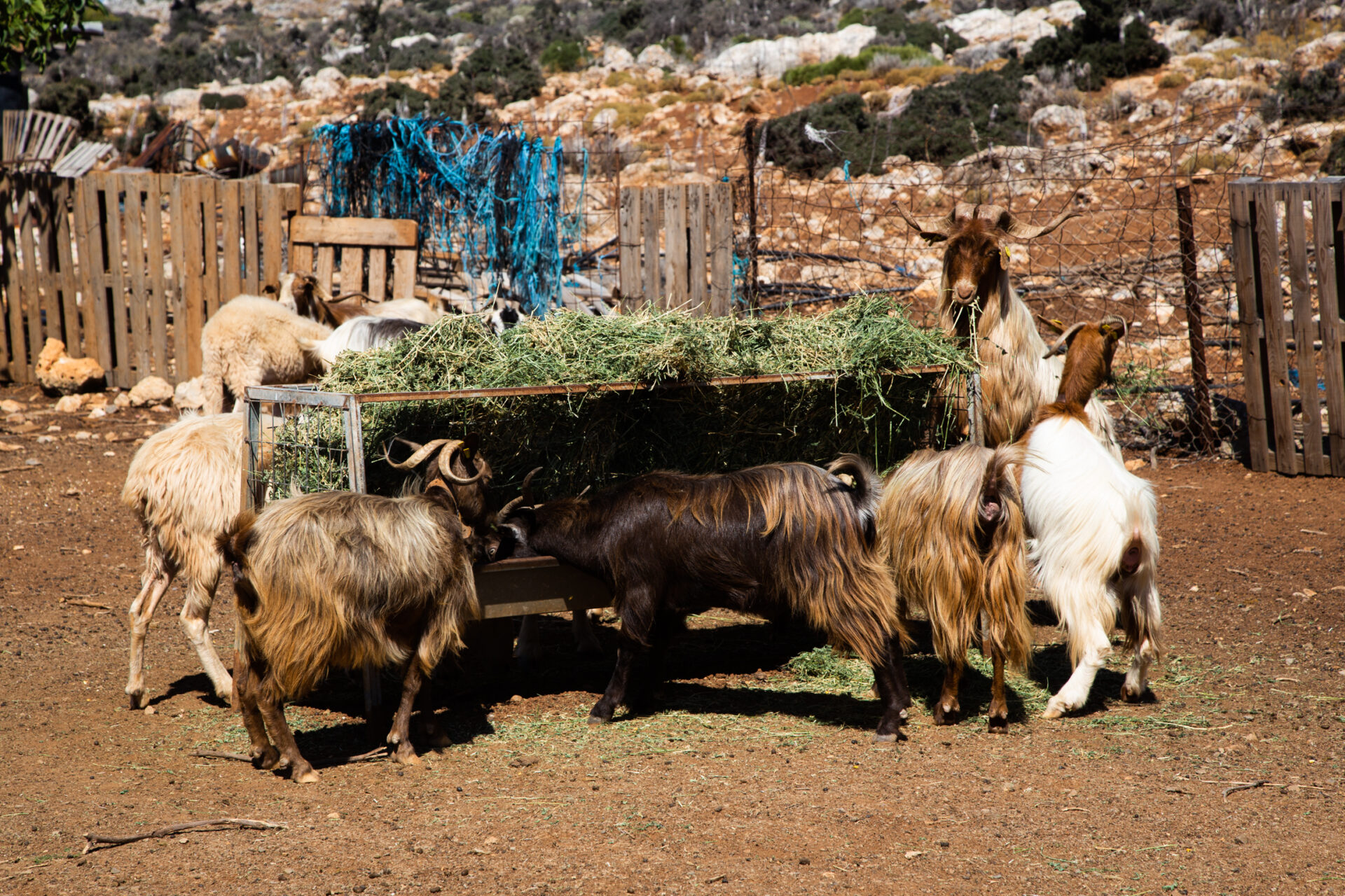Farm with goats