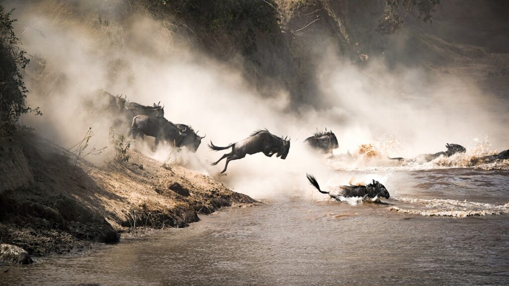 Masai Mara Migration Wildebeest crossing Kenya