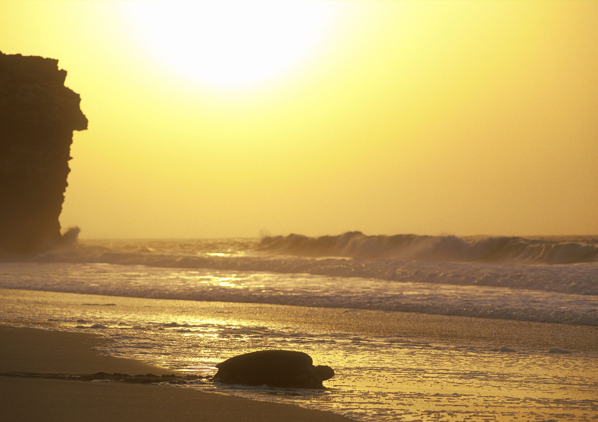 Turtle Beach of Oman