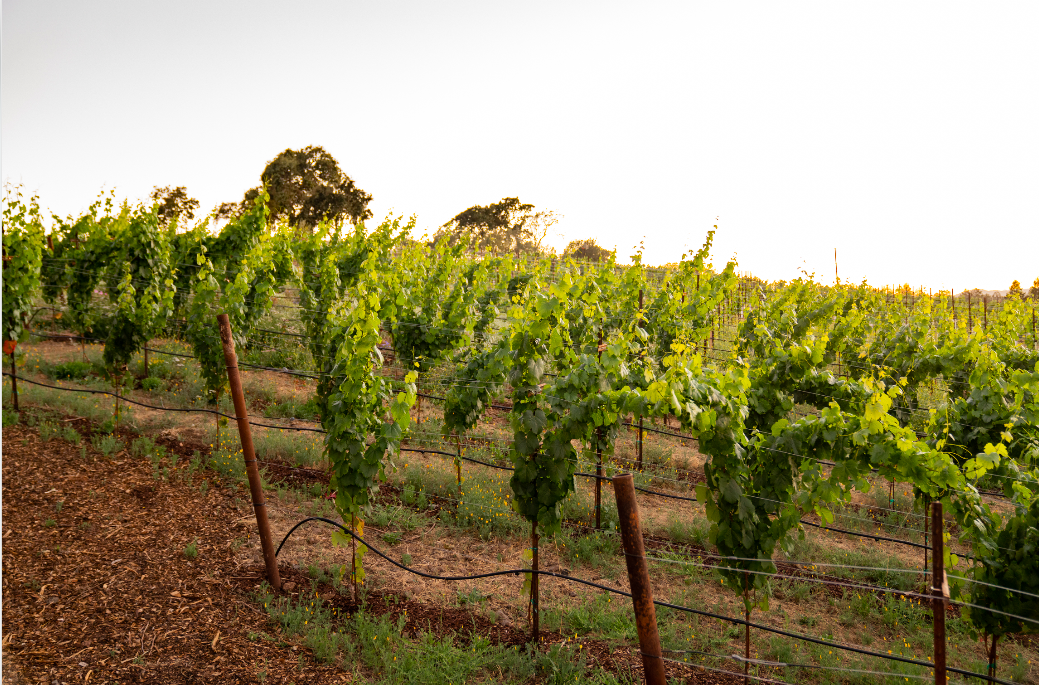 grape vines in Napa