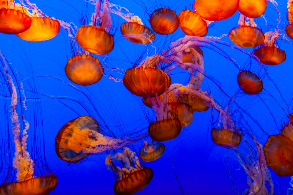 pink jellyfish on blue background