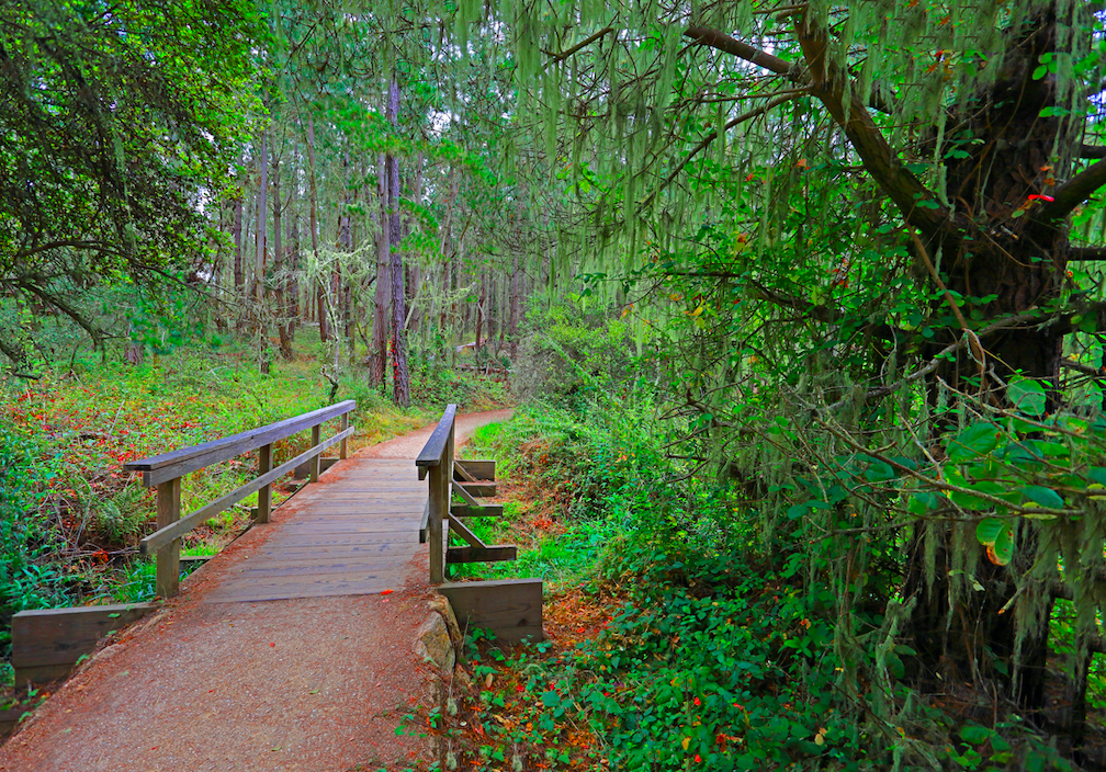 path leading through trees