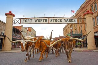 Longhorns at the Fort Worth Stock Yards