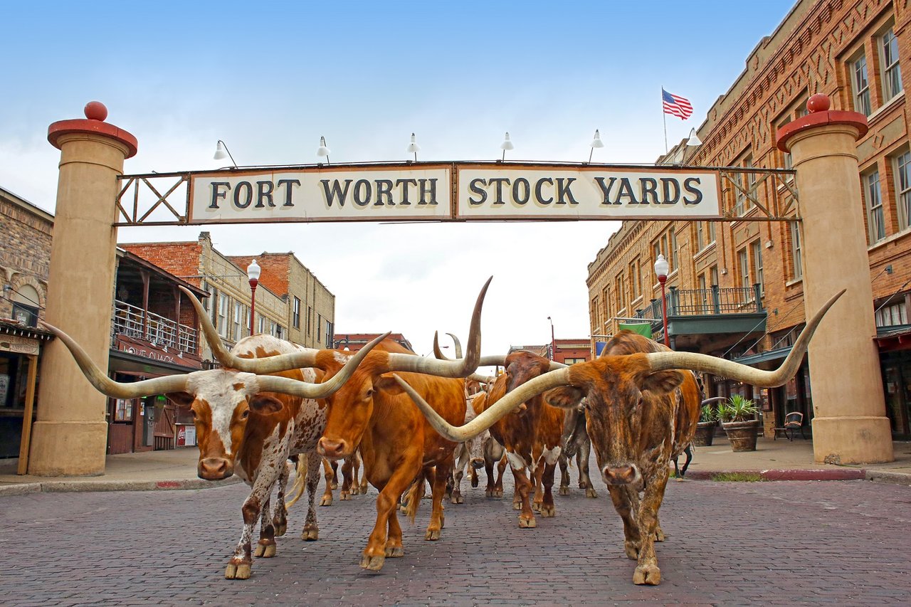 Longhorns at the Fort Worth Stock Yards