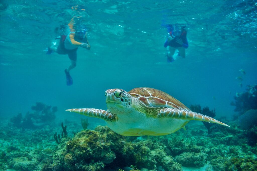 Turtle and snorkling
