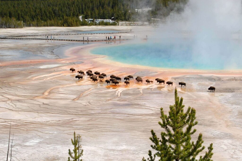 Yellowstone Park