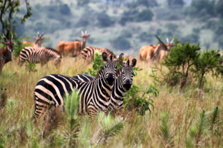 Zebras grazing in Akagera National Park, Rwanda, showcasing diverse wildlife and scenic savannah landscapes, a top destination for safari and conservation in East Africa.