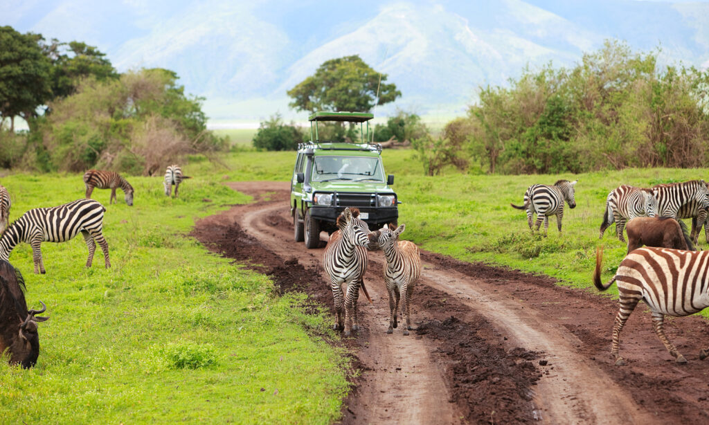Exciting game drive in Tanzania's Ngorongoro Crater, featuring diverse wildlife, stunning landscapes, and rich biodiversity—a must-visit safari destination in East Africa.