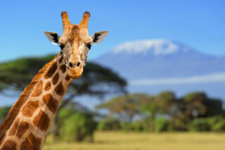 Giraffe standing against the backdrop of Mount Kilimanjaro in Tanzania, showcasing African wildlife and iconic landscapes in one of East Africa’s top safari destinations.