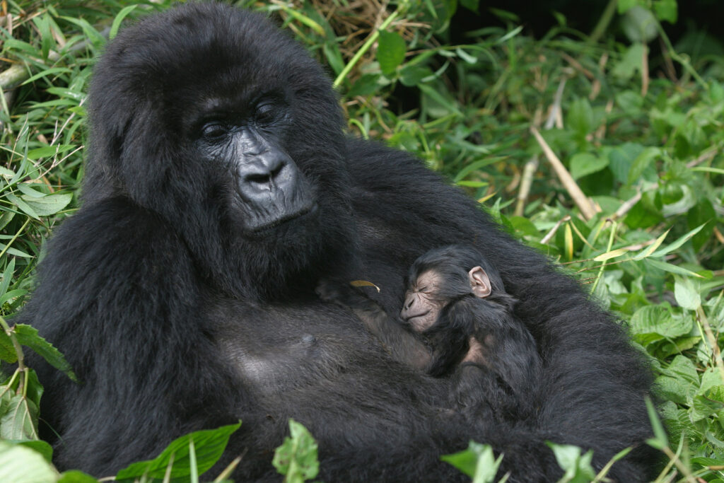 Mountain gorilla in Rwanda's Volcanoes National Park, showcasing Rwanda’s rich wildlife and premier eco-tourism destination for gorilla trekking in Africa.