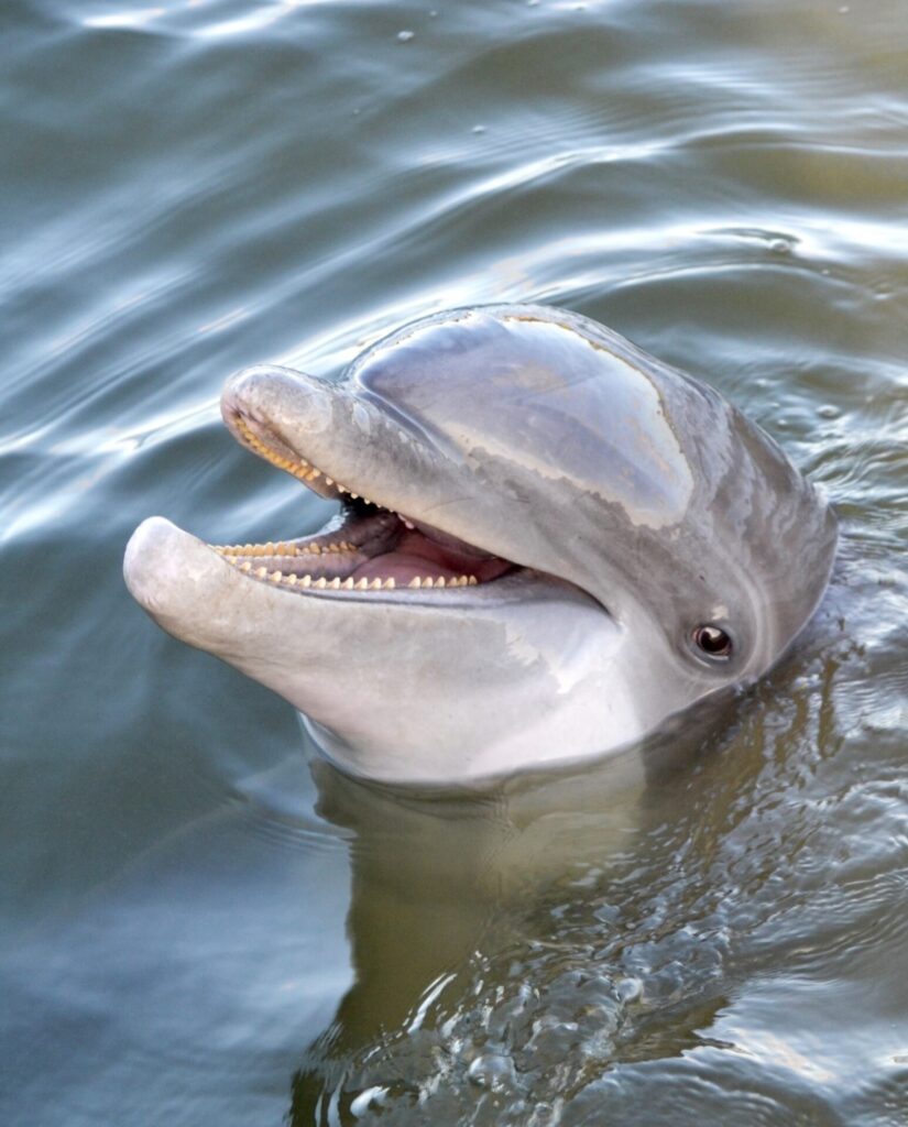 Dolphin headshot