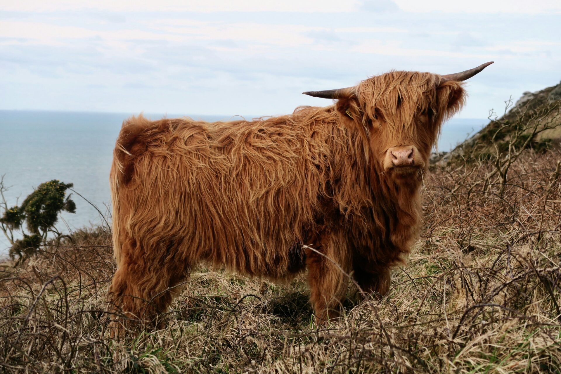 Highland Cow