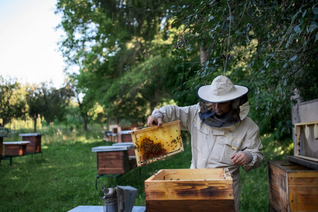 Bee keeper lifting bees out of hive body