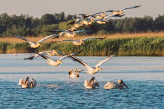Seagulls flying over the Danube Delta Romania