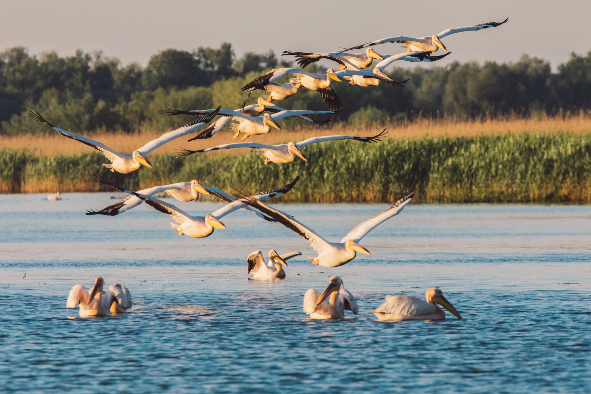 Seagulls flying over the Danube Delta Romania