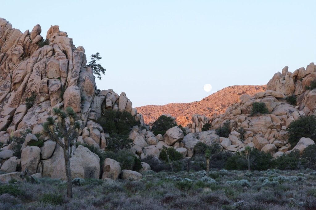 Sunset in Joshua Tree