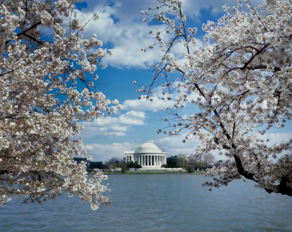 library of congress during cherry blossom season