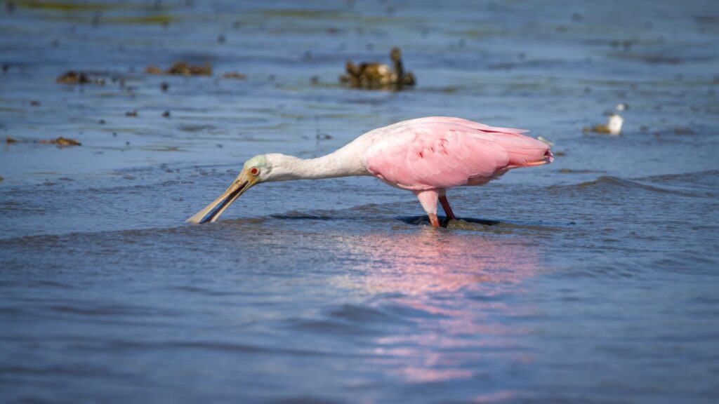Rosette Spoonbill bird