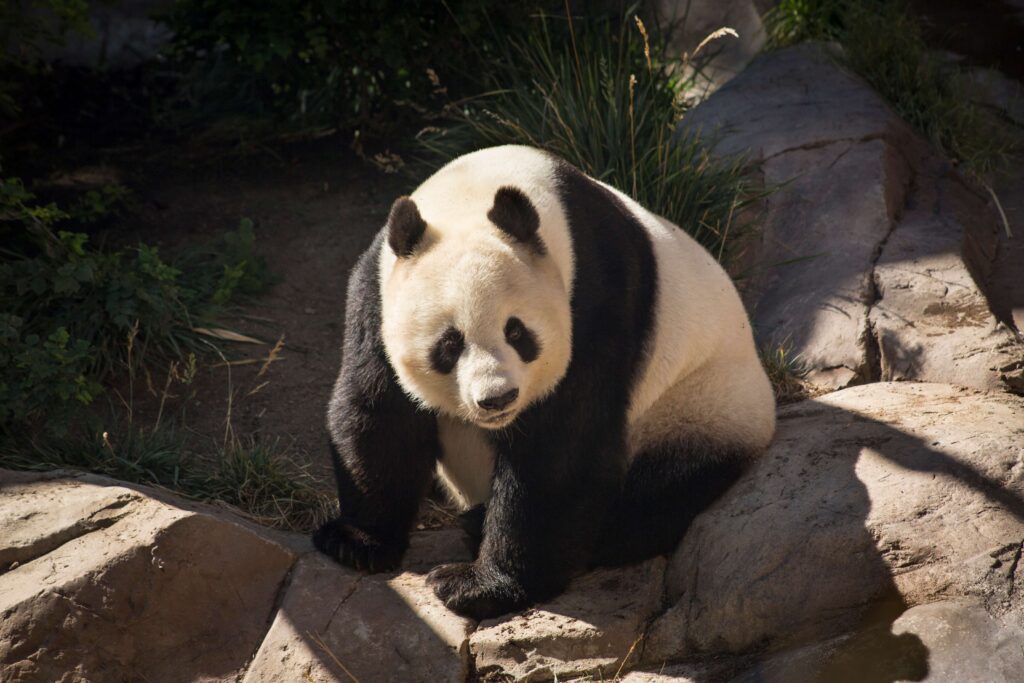 Panda at the San Diego Zoo