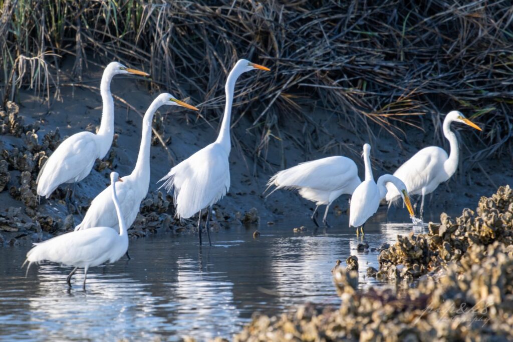 Visual of snowy white egrets