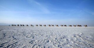 Salt caravans in the Danakil Depression, showcasing traditional camel-drawn carts transporting salt across the stark, otherworldly landscape characterized by vast salt flats and vibrant mineral deposits.