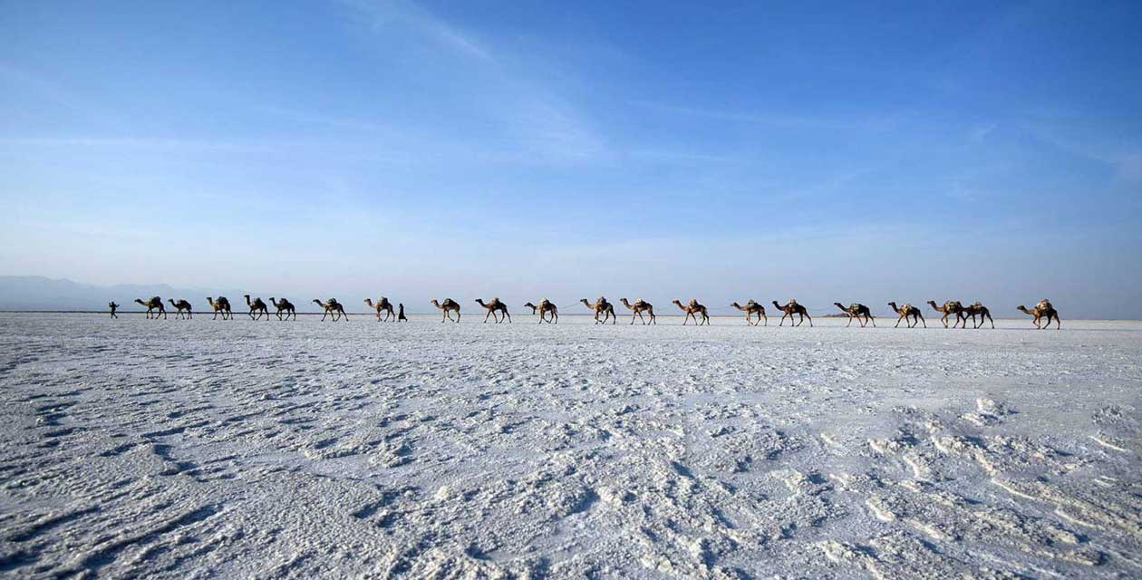 Salt caravans in the Danakil Depression, showcasing traditional camel-drawn carts transporting salt across the stark, otherworldly landscape characterized by vast salt flats and vibrant mineral deposits.
