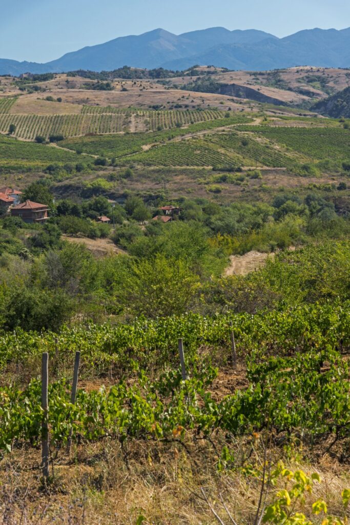Bulgarian Vineyards