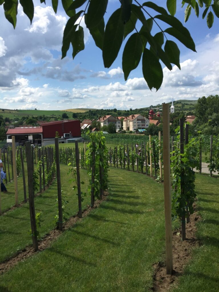 Romanian vineyards